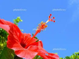 糸井・糸原応援歌　ついに完成