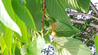 夕方の散歩から　暇～人