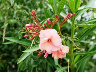 あさ近所をぶらり散歩　暇～人