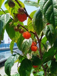 この木なんの木きになる木‥　暇～人