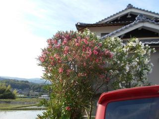 夾竹桃の毒を体験