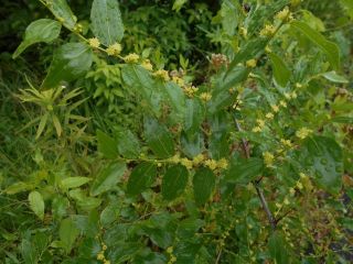 ニッケイ（肉桂）の花