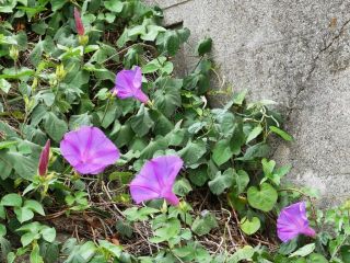 夕方に近所をぶらり散歩　暇～人