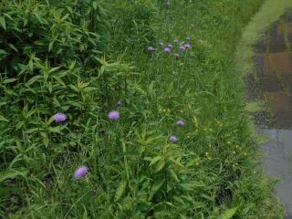 梅雨の晴れ間　三題