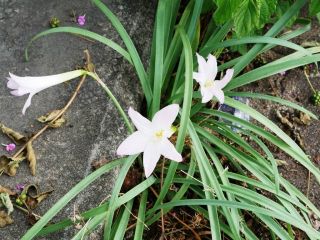 夕方に近所をぶらり散歩　暇～人