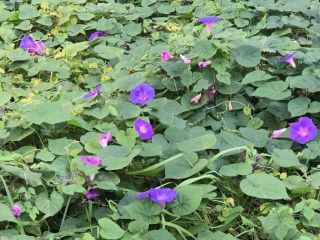 アサガオに似た花