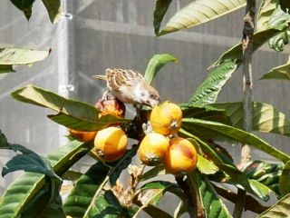 夕方に近所をぶらり散歩　暇～人