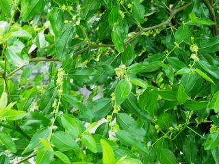 夕方に近所をぶらり散歩　暇～人