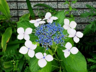 あさ近所をぶらり散歩　暇～人