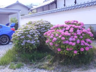 アジサイ講座　　ｐ１