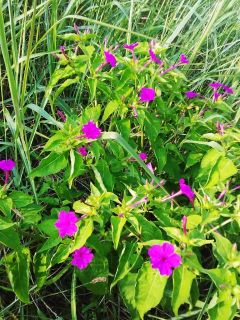 夕方に近所をぶらり散歩　暇～人