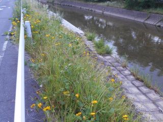 オオキンケイギク