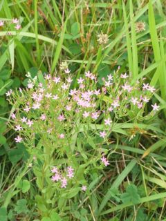 近所をぶらり散歩　暇～人