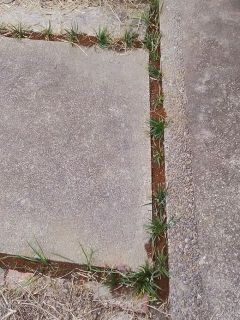 ガーデニング　竜のヒゲ植えてみました　暇～人