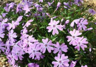 時季はずれのシバザクラ