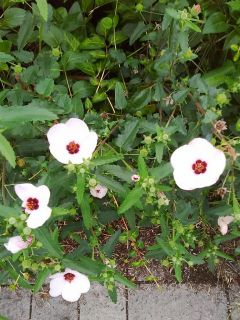 あさ近所をぶらり散歩　暇～人