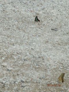 キアゲハ＆アオスジアゲハ