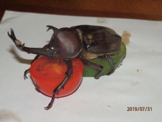 恐るべしソラーテ