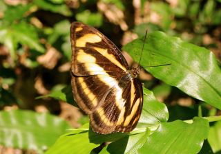 夏休みの宿題　一研究（昆虫）