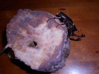 今日のソラーテ君　8/2