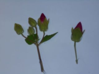 夏休みの一研究　　ムクゲの観察