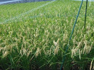 竜田川散策　秋風が吹いている