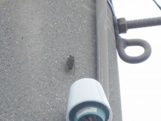 つくつく法師（今日から9月）