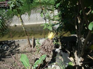 中国の秘境に咲く花