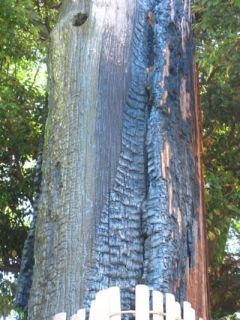 生駒神社の御神木