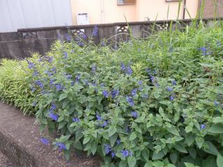 秋の草花鑑賞　ｐ1