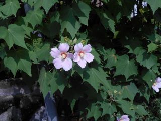 秋の草花鑑賞　ｐ2　　フヨウとムクゲの違いについて