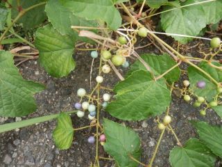 秋の草花鑑賞　ｐ3　野葡萄と山葡萄の見分け方