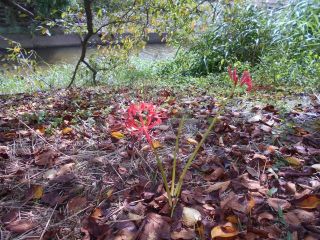 秋の草花鑑賞　ｐ4　彼岸花