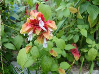 この花何の花気になる花…　　暇～人