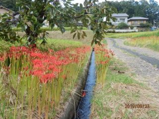 秋の草花鑑賞　ｐ5　彼岸花（曼珠沙華）