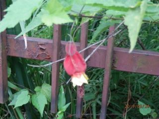 秋の草花鑑賞　P6