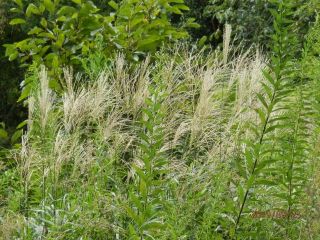 秋の七草　　尾花（ススキ）