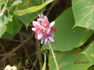 秋の七草　　　クズ編