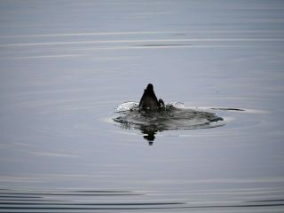 近所をぶらり散歩　暇～人