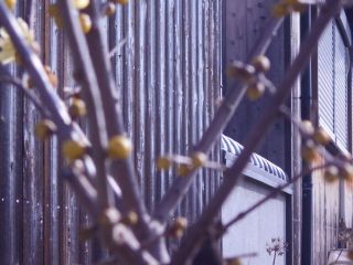 蝋梅（ロウバイ）開花