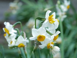 近所をぶらり散歩　暇～人