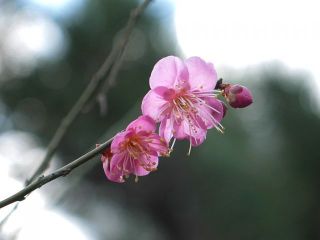 近所をぶらり散歩　暇～人