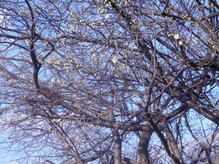 竜田川周辺散策