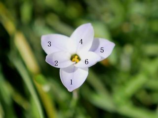 ハナニラまたまた新種発見！！　暇～人