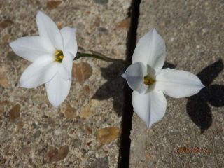 ついに新発見　日本初か