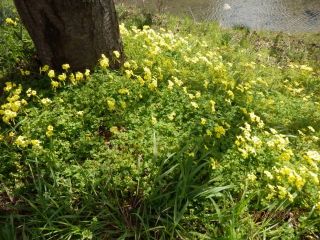 竜田川のサクラ