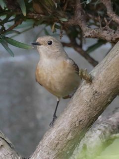 野鳥が遊びに来ていました　暇～人