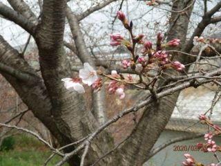 竜田川　さくら開花
