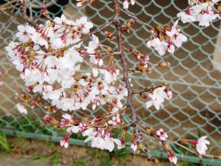 近所をぶらり散歩　暇～人