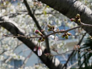 近所をぶらり散歩　暇～人